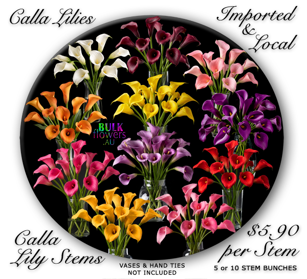 Calla Lilies